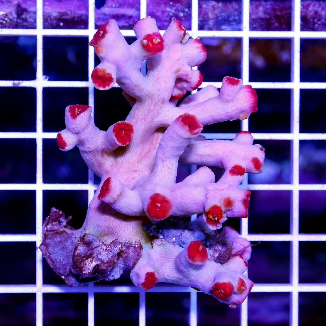 Neon Aussie Dendrophyllia Mother Colony NADMC052701 WYSIWYG