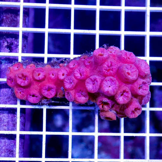 Neon Aussie Tubastrea Mother Colony NATMC052701 WYSIWYG