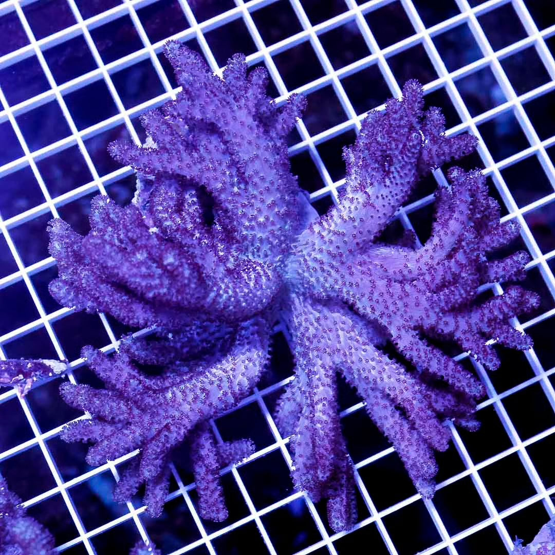 Aussie Colt Coral  Mother Colony ACCMC052701 WYSIWYG