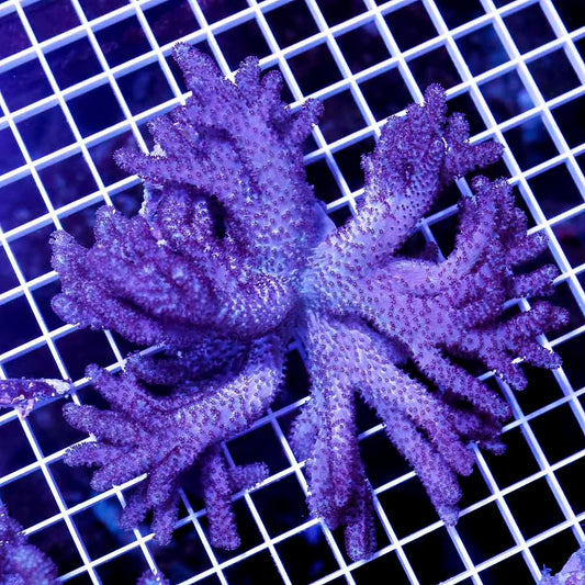Aussie Colt Coral  Mother Colony ACCMC052701 WYSIWYG