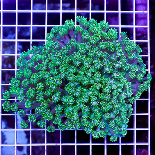 Toxic Aussie Goniopora Mother Colony TAGMC052705 WYSIWYG