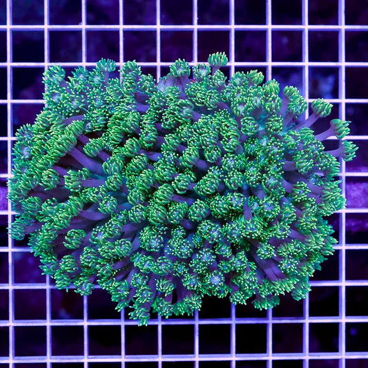 Toxic Aussie Goniopora Mother Colony TAGMC052706 WYSIWYG