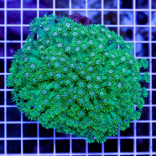 Toxic Aussie Goniopora Mother Colony TAGMC052707 WYSIWYG