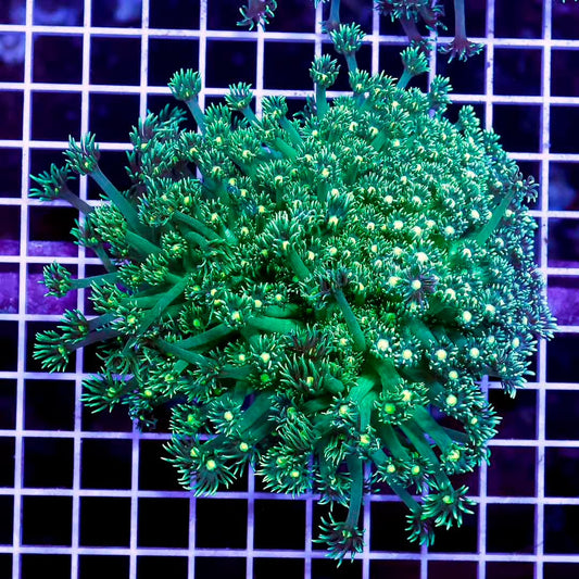 Neon Aussie Goniopora Mother Colony NAGMC052705 WYSIWYG