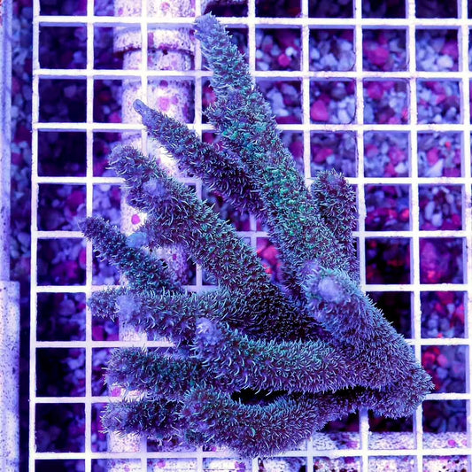 Ultra Aussie Acropora Abrolhosensis Mother Colony UAAAMC052704 WYSIWYG
