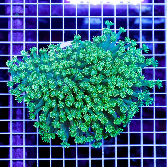 Toxic Aussie Goniopora Mother Colony TAGMC052708 WYSIWYG