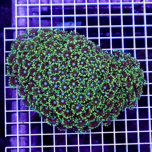 Neon Aussie Goniopora Mother Colony NAGMC052706 WYSIWYG