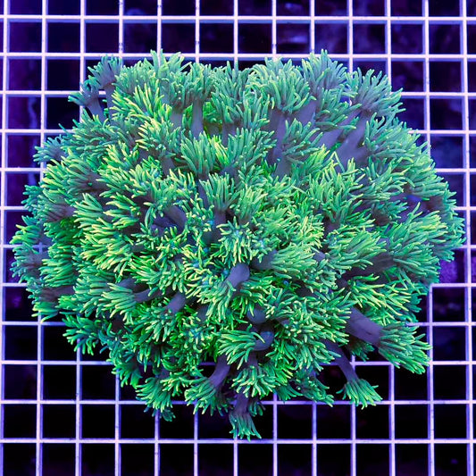 Toxic Aussie Goniopora Mother Colony TAGMC052709 WYSIWYG