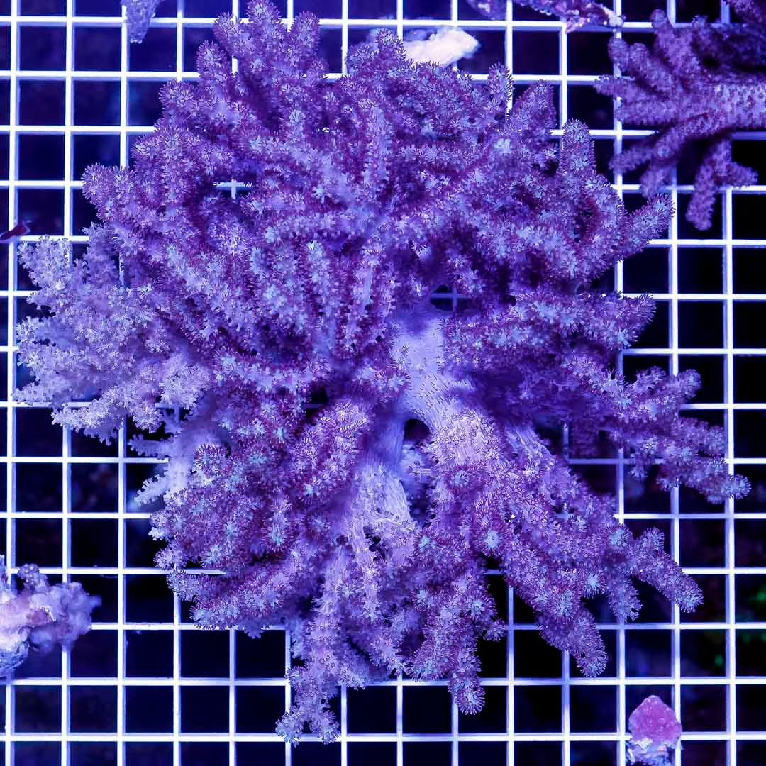 Aussie Colt Coral  Mother Colony ACCMC052702 WYSIWYG