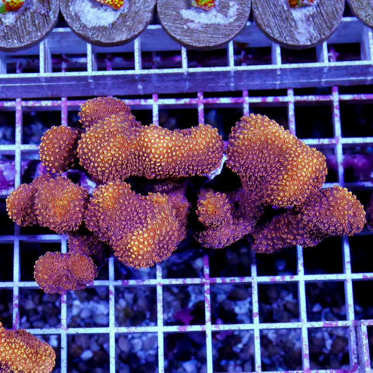 Ultra Aussie Orange Pavona Mother Colony UAOPMC052702 WYSIWYG