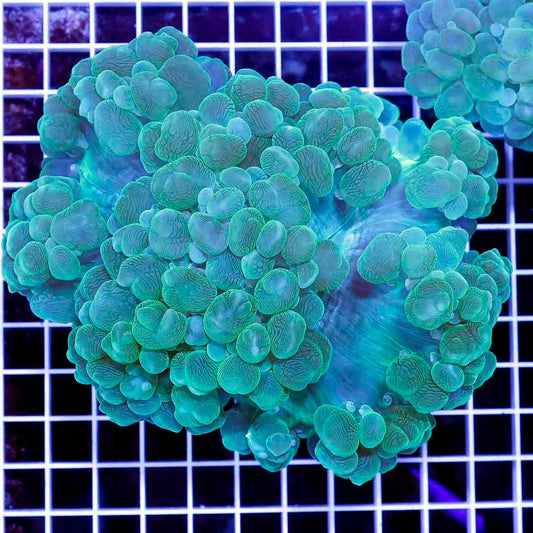 Ultra Aussie Bubble Coral Mother Colony UABCMC052702 WYSIWYG