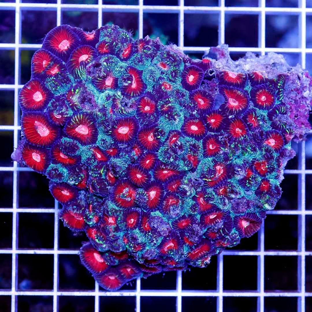 Ultra Hot Aussie Favia Mother Colony UHAFMC052702 WYSIWYG