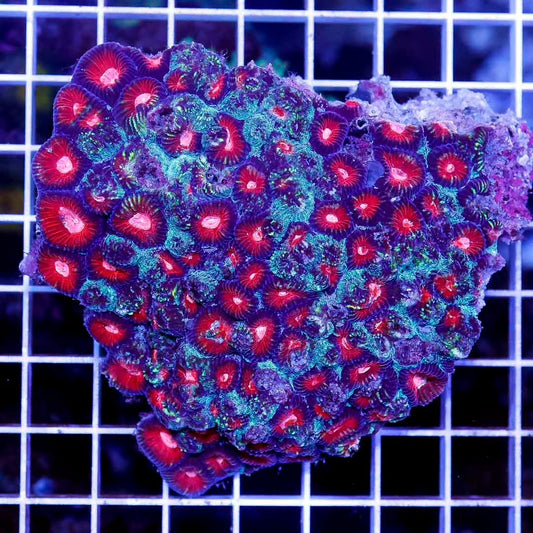 Ultra Hot Aussie Favia Mother Colony UHAFMC052702 WYSIWYG