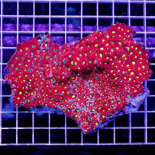 Neon Aussie War Favites Mother Colony NAWFMC052701 WYSIWYG