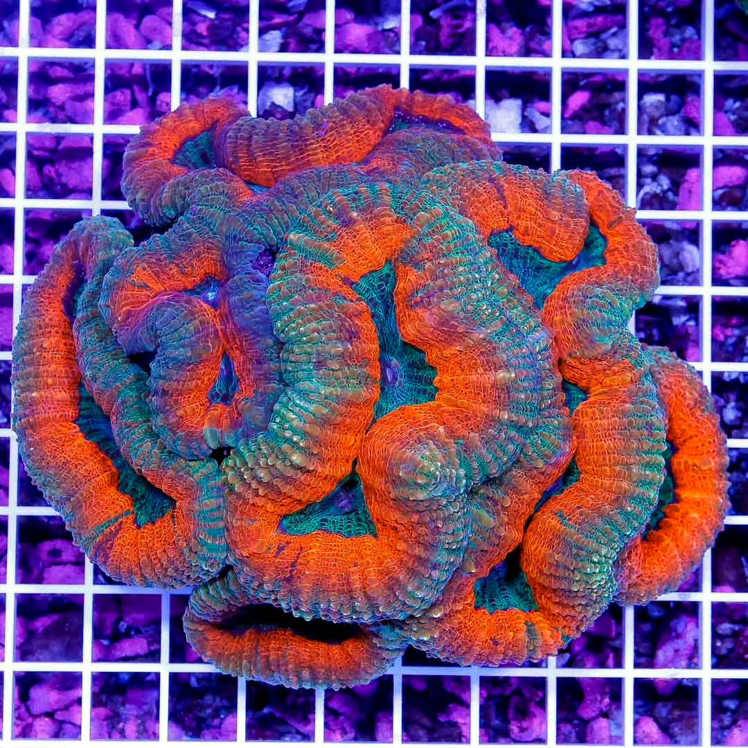 Ultra Aussie Lobophyllia Mother Colony UALMC052701 WYSIWYG