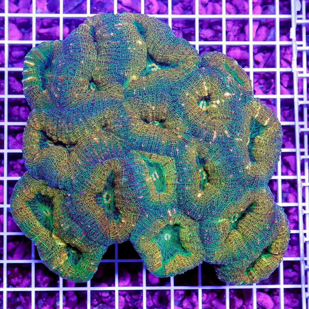 Neon Aussie Lobophyllia Mother Colony NALMC052701 WYSIWYG