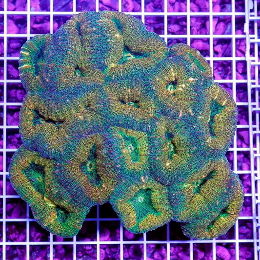 Neon Aussie Lobophyllia Mother Colony NALMC052701 WYSIWYG