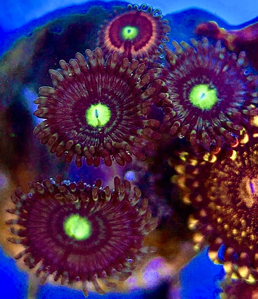 Zoas/Paly ZP060301 WYSIWYG