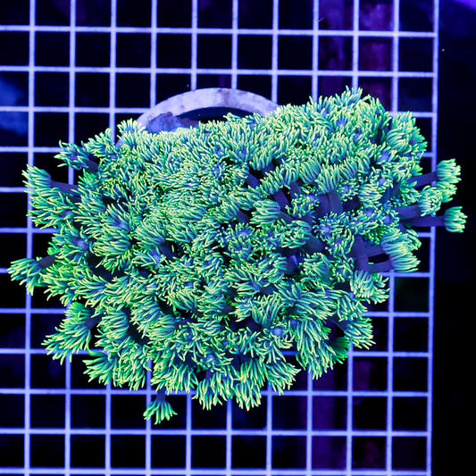 Toxic Aussie Goniopora Mother Colony TAGMC052710 WYSIWYG