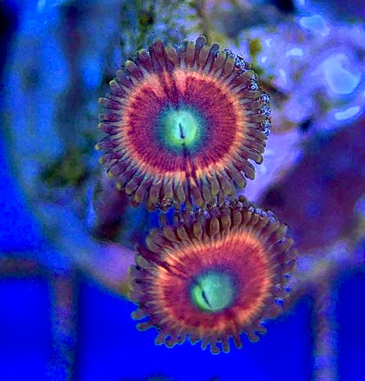Zoas/Paly ZP060302 WYSIWYG