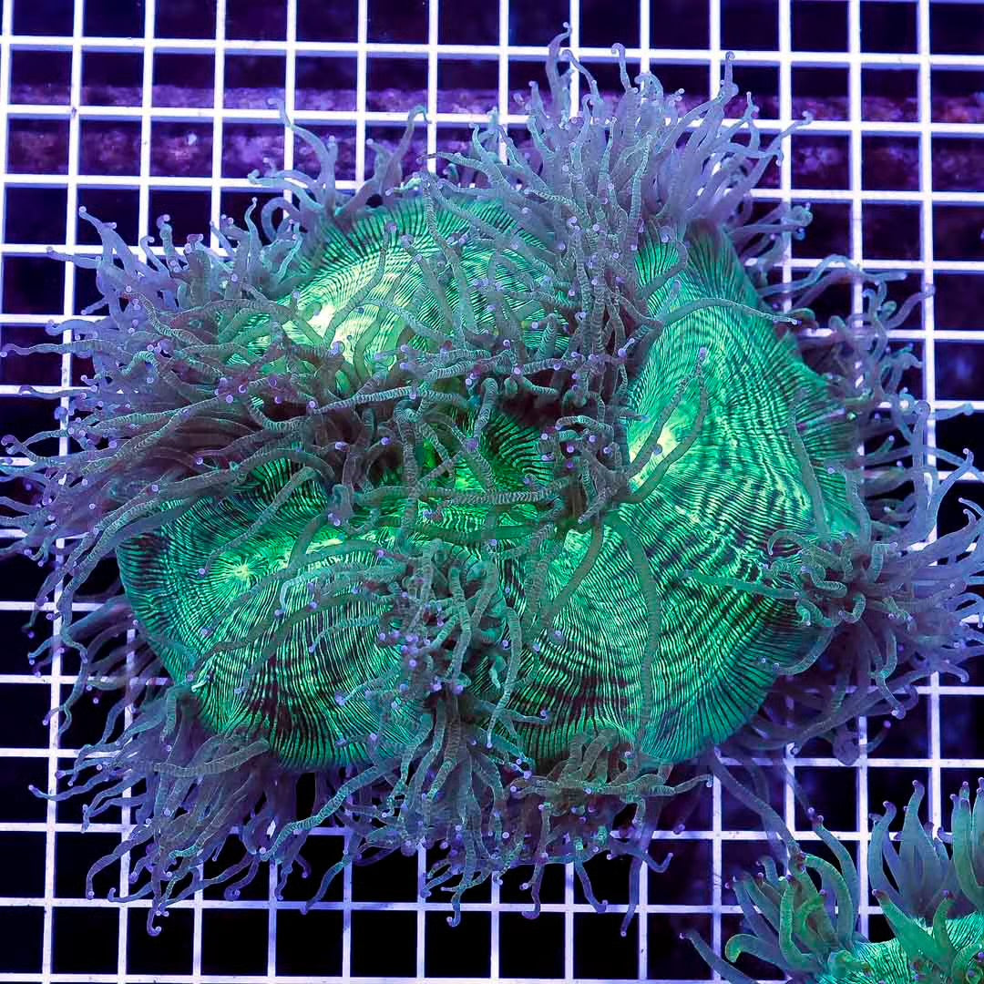 Neon Aussie Elegance Mother Colony NAEMC052701 WYSIWYG