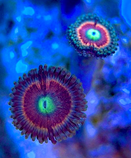 Zoas/Paly ZP060303 WYSIWYG