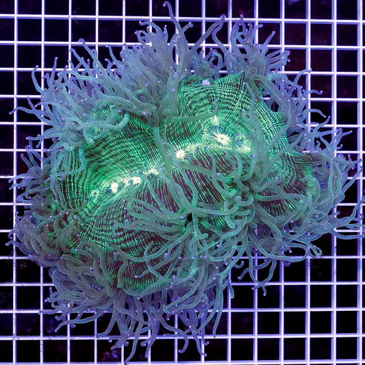 Neon Aussie Elegance Mother Colony NAEMC052702 WYSIWYG