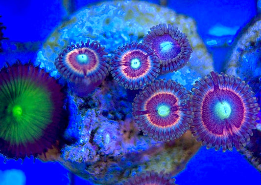 Zoas/Paly ZP060304 WYSIWYG