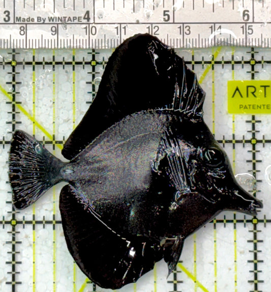 Black Tang BT051001 WYSIWYG Size: S 3" approx