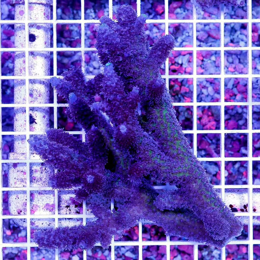 Ultra Aussie Acropora Abrolhosensis Size: M 0.5" to 1" Approx Frag - Violet Aquarium 