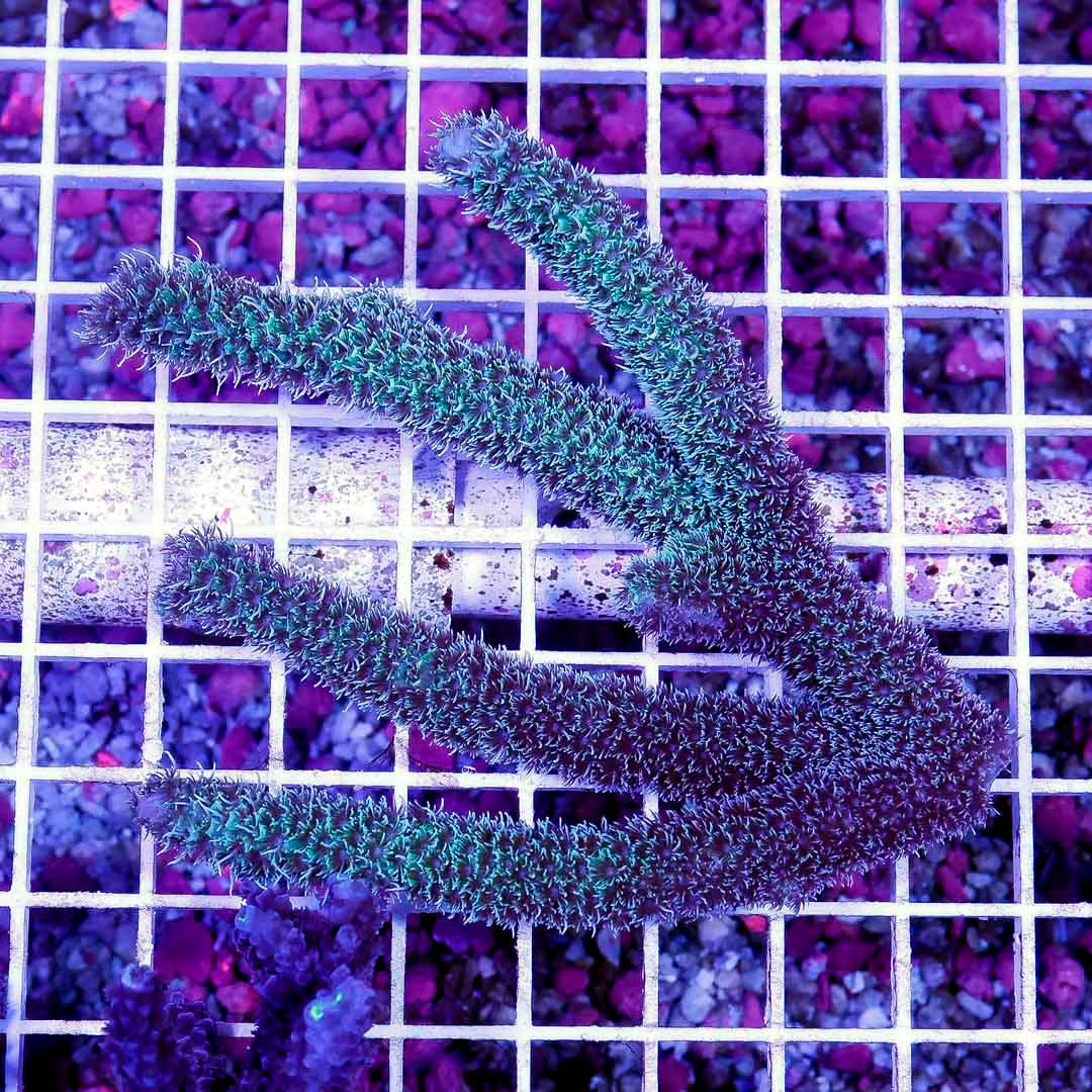 Ultra Aussie Acropora Abrolhosensis Size: M 0.5" to 1" Approx Frag