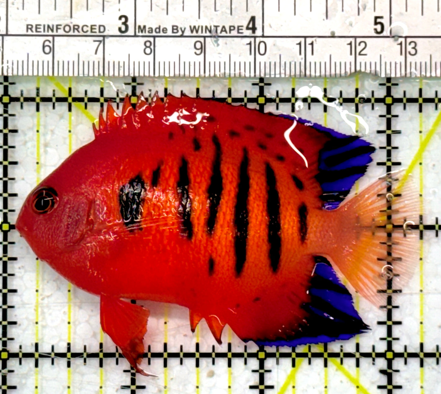 Flame Angelfish (Christmas Island, Super Red) FA051001 WYSIWYG Size: XL 3.25" approx