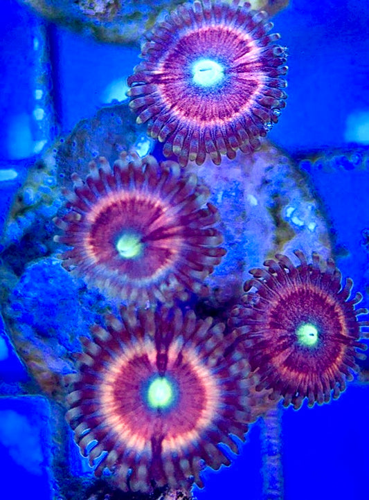 Zoas/Paly ZP060305 WYSIWYG