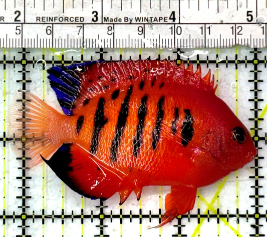 Flame Angelfish (Christmas Island, Super Red) FA051001 WYSIWYG Size: XL 3.25" approx