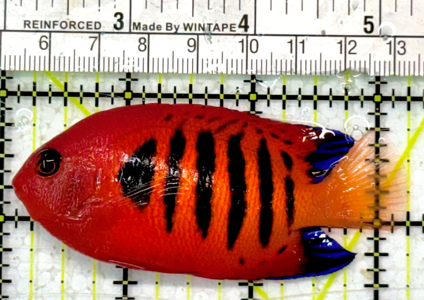 Flame Angelfish (Christmas Island, Super Red) FA051002 WYSIWYG Size: XL 3.25" approx