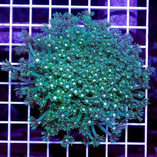 Neon Aussie Goniopora Mother Colony NAGMC052808 WYSIWYG