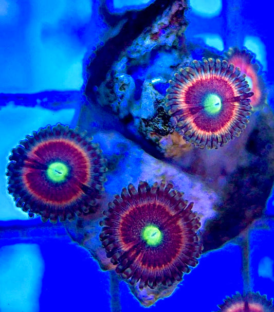 Zoas/Paly ZP060306 WYSIWYG