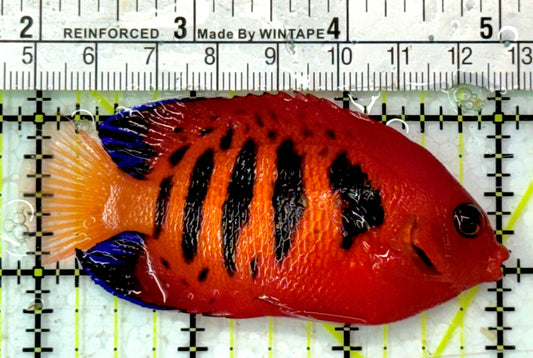 Flame Angelfish (Christmas Island, Super Red) FA051002 WYSIWYG Size: XL 3.25" approx