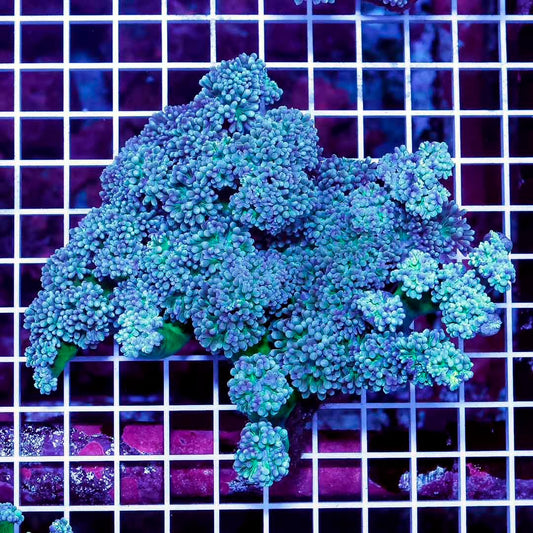 Ultra Aussie Duncan Mother Colony UADMC052801 WYSIWYG