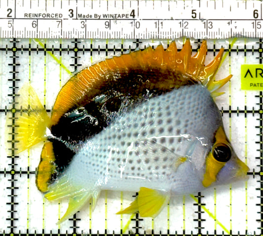 Declivis Butterflyfish DB051001 WYSIWYG Size : L 4" approx