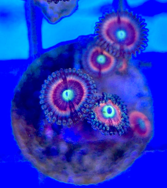 Zoas/Paly ZP060307 WYSIWYG