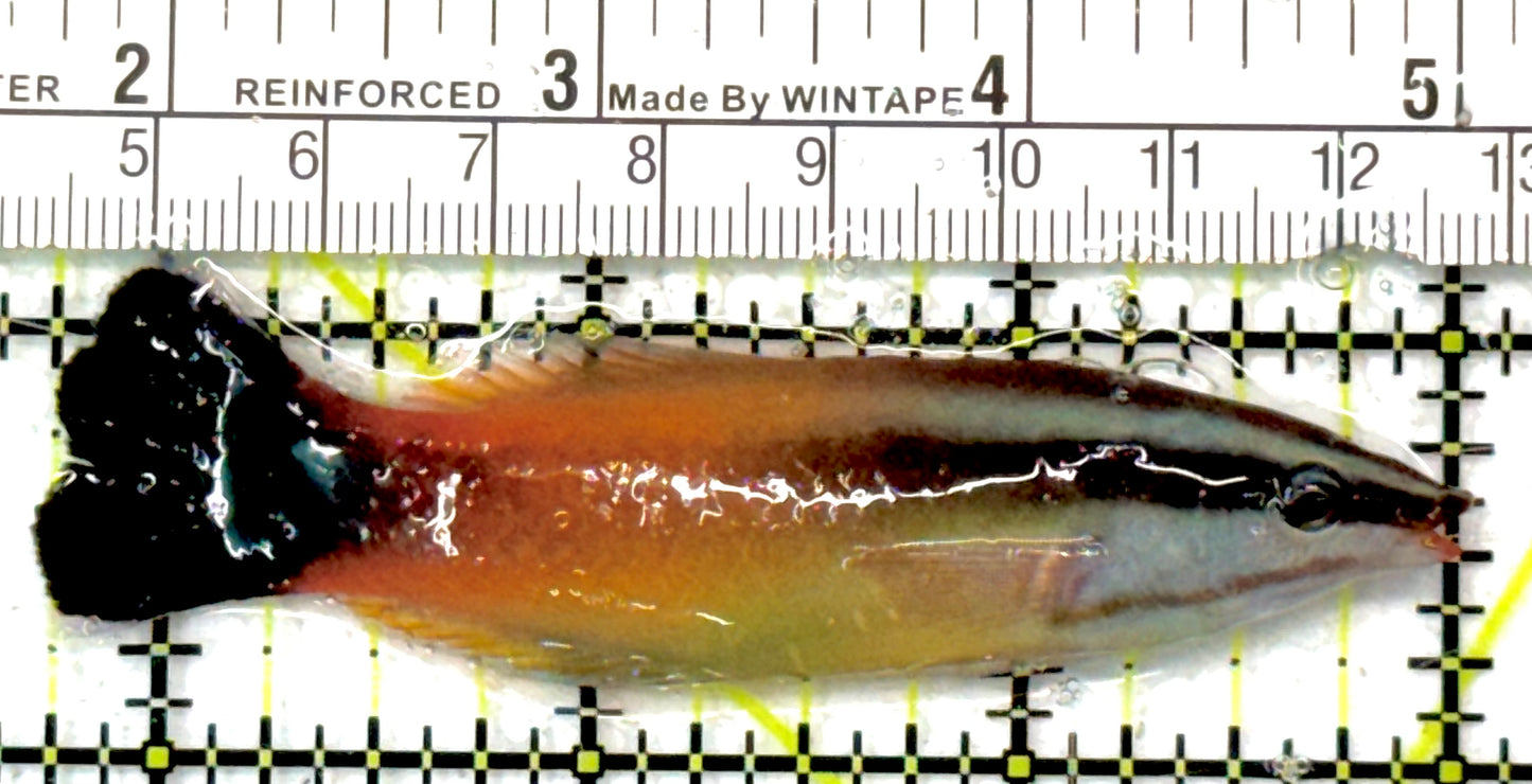 Rare Christmas Island Redlip Cleaner Wrasse RCIRCW051001 WYSIWYG Size : L 3.25" approx