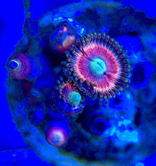 Zoas/Paly ZP060308 WYSIWYG