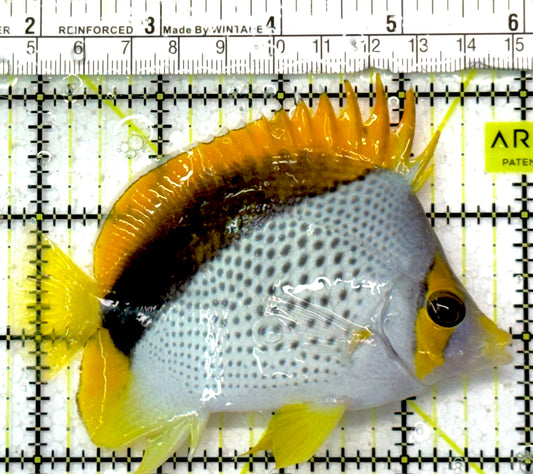Declivis Butterflyfish DB051002 WYSIWYG Size : L 4" approx