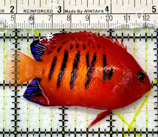 Flame Angelfish (Christmas Island, Super Red) FA051003 WYSIWYG Size: XL 3" approx