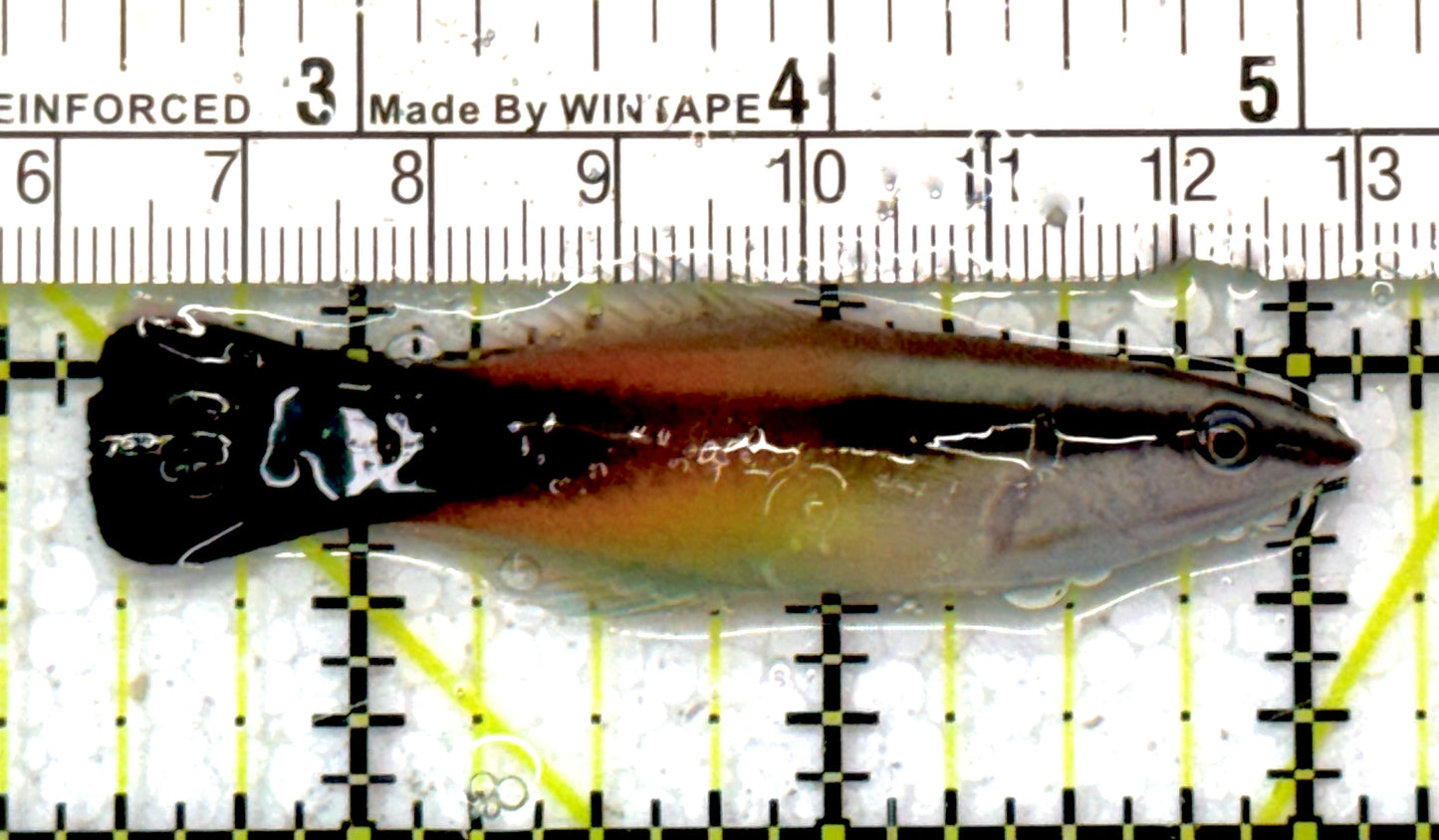 Rare Christmas Island Redlip Cleaner Wrasse RCIRCW051002 WYSIWYG Size : L 2.75" approx