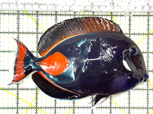 Achilles Tang AT051001 WYSIWYG Size: XXL/Show 8" approx