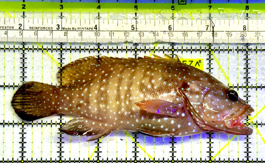 Chocolate Boenak Grouper CBG051001 WYSIWYG Size: XL 6.25”