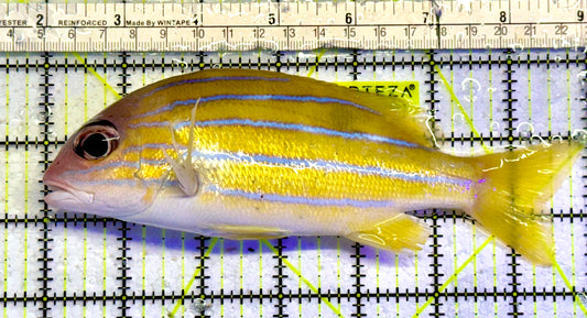 Blueline Snapper BS051001 WYSIWYG Size: XXL 6.5”