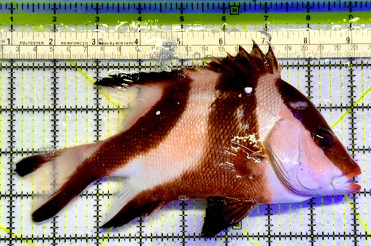 Red Emperor Snapper RES051001 WYSIWYG Size: XL 8"